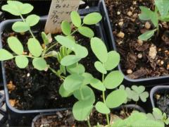 (Canadian Milk Vetch) seedling