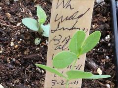 (White Wild Indigo) seedling