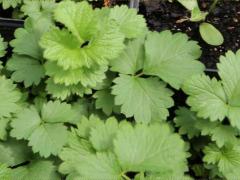 (Prairie Cinquefoil) seedling