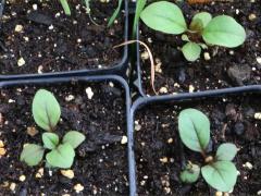 (Foxglove Beard Tongue) seedling