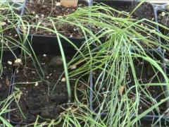 (Indian Grass) seedling