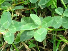 (White Clover) 4 5 leaflets