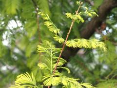 (Tamarack) leaves