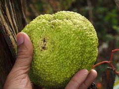 (Osage Orange) hand