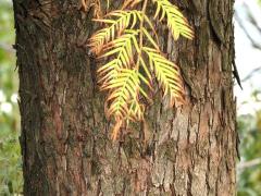 (Dawn Redwood) trunk