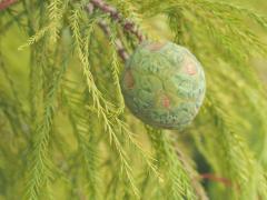 (Bald Cypress) fruit