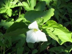 (Large White Trillium)