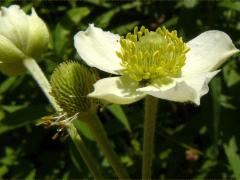 (Thimbleweed)