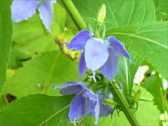 (Tall Bellflower)