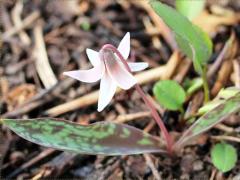 (White Trout Lily)