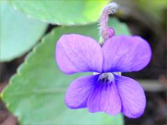 (Common Blue Violet)