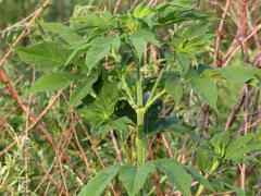 (Giant Ragweed)