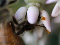 European Honey Bee pollinia on Common Milkweed