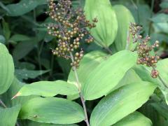 (Feathery False Soloman's Seal) fruit