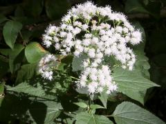 (White Snakeroot)