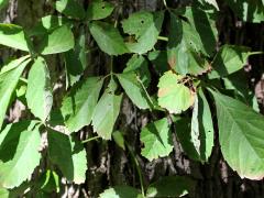 (Virginia Creeper)