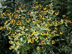 (Brown-eyed Susan)