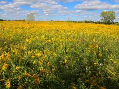 (Canada Goldenrod) colony