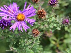 (New England Aster)