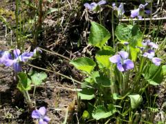 (Common Blue Violet)