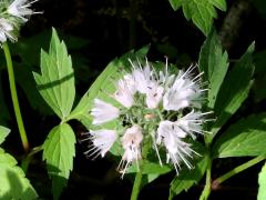 (Virginia Waterleaf)