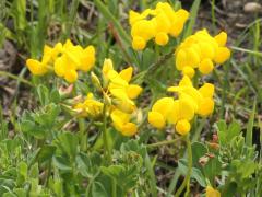 (Bird's-foot Trefoil)