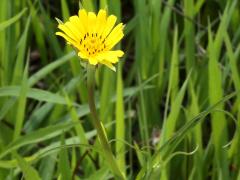 (Common Goat's Beard)