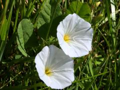 (Field Bindweed)