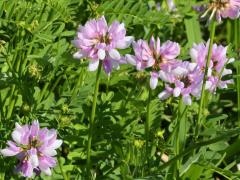 (Crown Vetch)