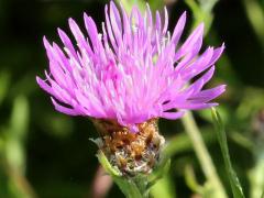 (Monckton's Knapweed) phyllaries