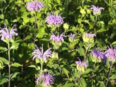 (Wild Bergamot)