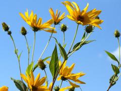 (Jerusalem Artichoke)