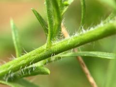 (Hairy Aster) stem