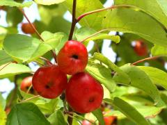 (Crab Apple) fruit