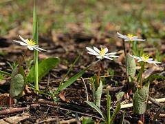 (Bloodroot)