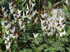 (Dutchman's Breeches) colony