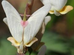 (Dutchman's Breeches) flower