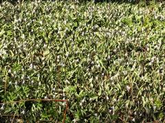 (White Trout Lily) colony