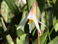 (White Trout Lily)