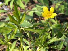 (Hispid Buttercup)