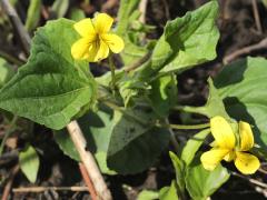 (Smooth Yellow Violet)