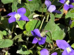 (Common Blue Violet)