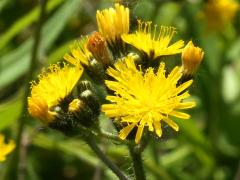 (Field Hawkweed) flowers