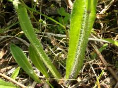 (Field Hawkweed) leaves