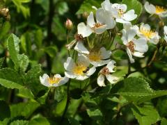 (Multiflora Rose)