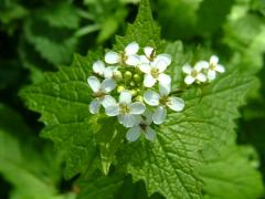 (Garlic Mustard)