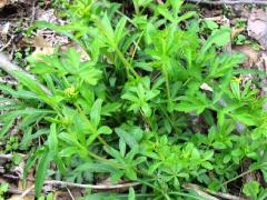 (Fragrant Bedstraw)