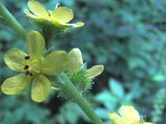 (Tall Hairy Agrimony)