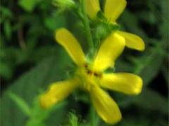 (Beaked Agrimony)