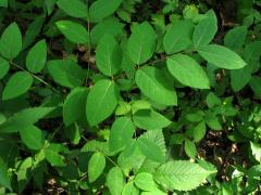 (Spreading Dogbane)